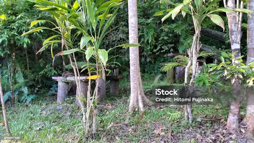 Tree Tree at Cairns Adventure Stock Photo