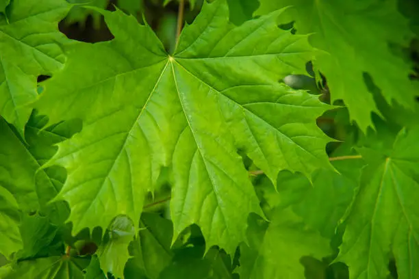 Beautiful green maple tree leaves for nature background