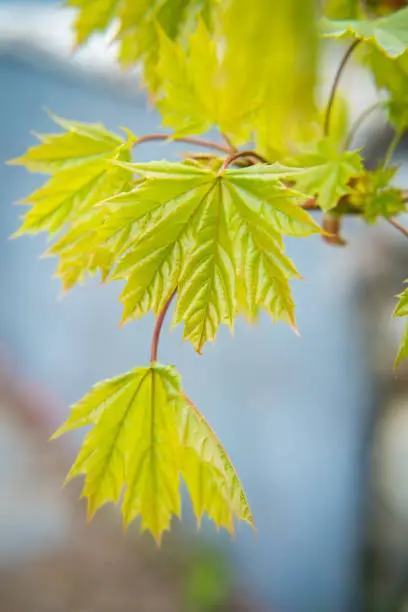 Beautiful green maple tree leaves for nature background