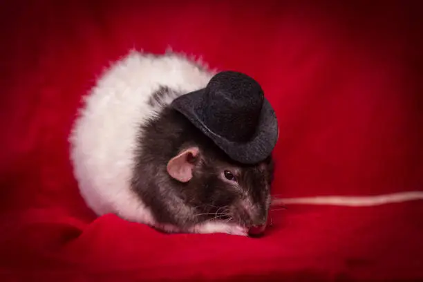 Fancy agouti-colored hooded pet rat wearing top hat