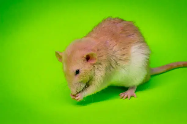 Fancy fawn colored pet rat eating on green background