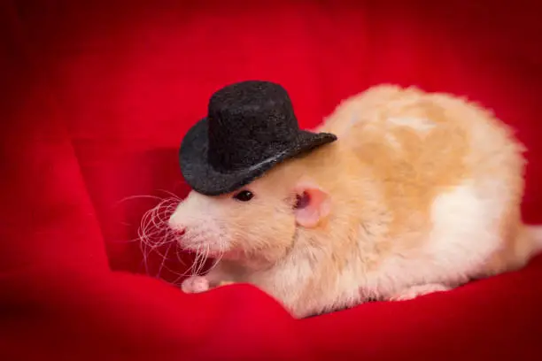 Fancy fawn colored dumbo eared pet rat wearing top hat