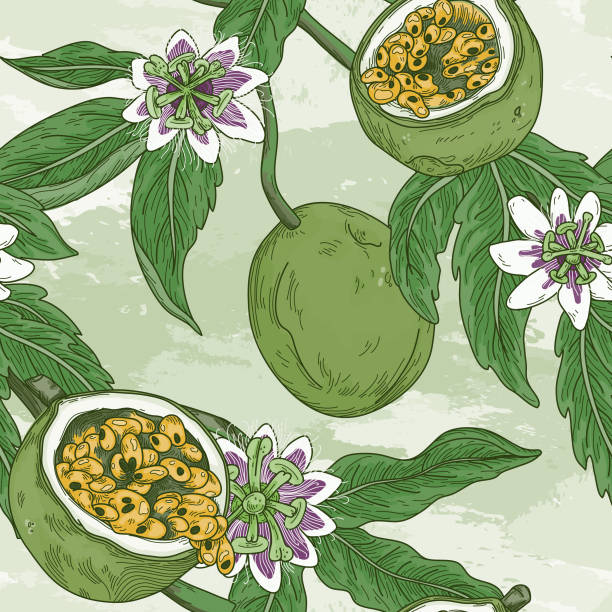 Vintage Passion Fruit Vine Blossom Seamless Pattern Gorgeous highly detailed line art vintage style seamless passion fruit pattern with leaves and blossoms. Perfect for fabric, wallpaper or anything that needs a summery flair. passion fruit flower stock illustrations