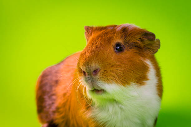 Friendly household pet guinea pig in studio shot