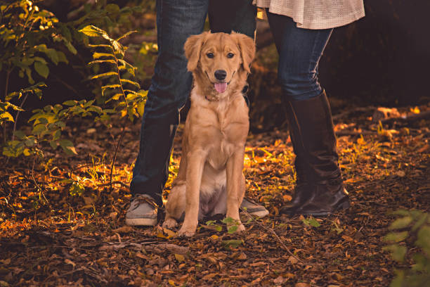 istock Golden Retriever Sitting with Owners 1266204022
