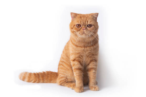 istock Studio shot of cute scottish fold cat sit and looking forward. 1266204834