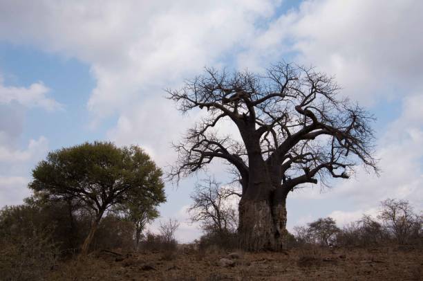 istock Baobab tree standing on the top of rocky slope 1266205649