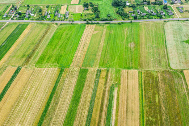 countryside landscape in Belarus with green arable fields arranged in strips. aerial view countryside landscape in Belarus with green arable fields arranged in strips and small village. aerial view from above country road road corn crop farm stock pictures, royalty-free photos & images