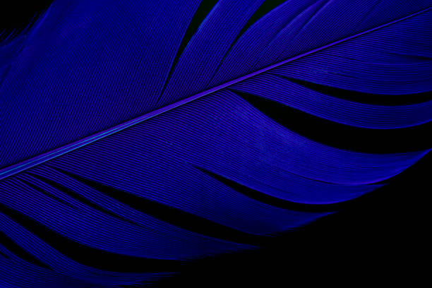 istock Abstract beautiful, Close-up blue bird feather shape, texture line on dark or black background 1266208478