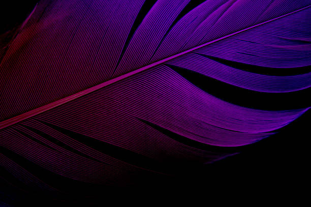 istock Abstract beautiful, Close-up purple bird feather texture line on dark or black background 1266208490