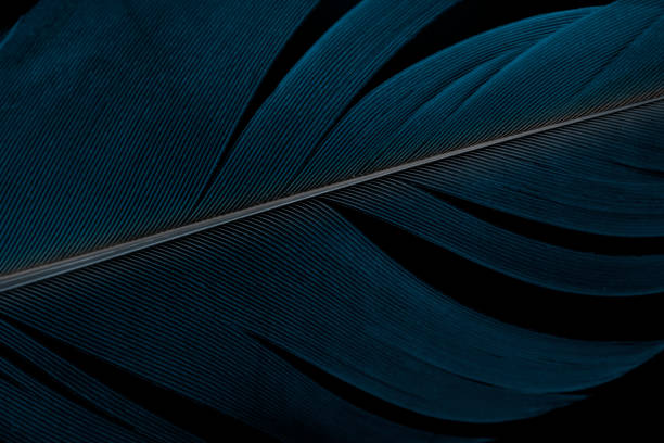 istock Abstract beautiful, Feather shape style, Close-up blue bird feather texture line on dark or black background 1266208491