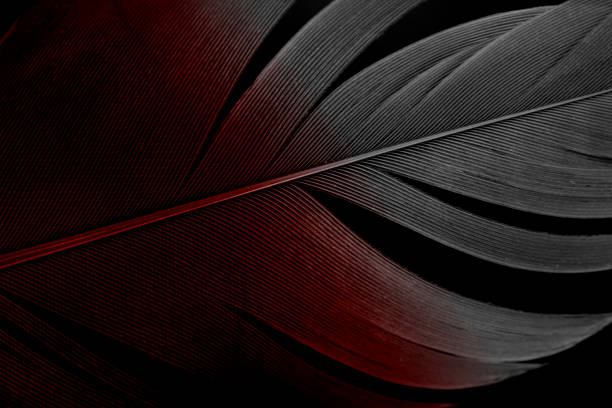 istock Abstract, Close-up blood or red on gray bird feather texture line on dark or black background 1266208498