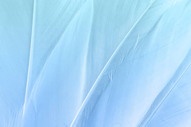 istock Abstract beautiful, Close-up soft white bird feather texture line background. 1266208531