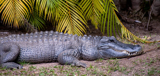istock North Queensland saltwater crocodile resting. 1266208573