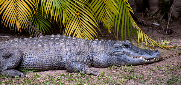 A closeup shot of the Nile crocodile