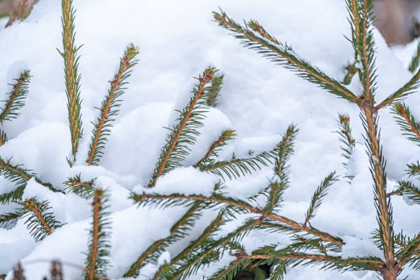 istock Green young pine trees covered in white snow. 1266208674
