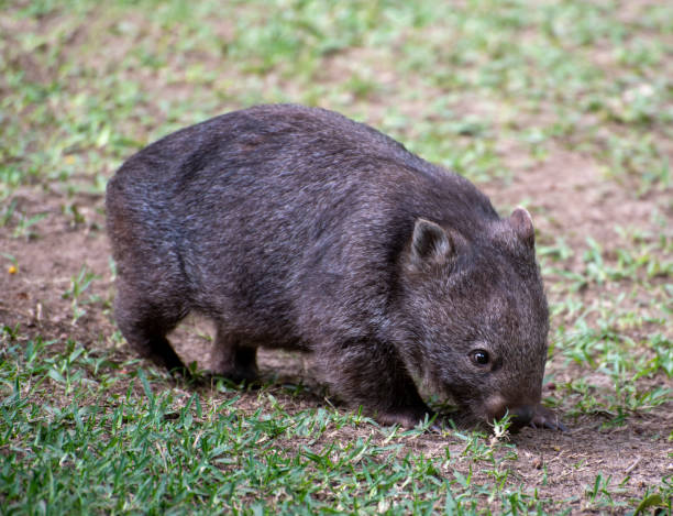 istock Australian wombat. An iconic Australian native animal 1266209196