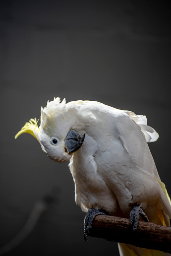 White Cockatoo Bird