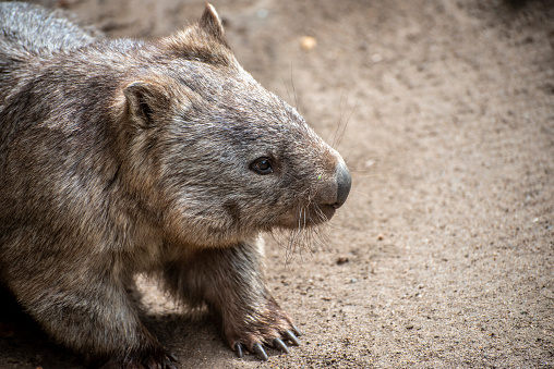 Australian wombat. An iconoc Australian native animal