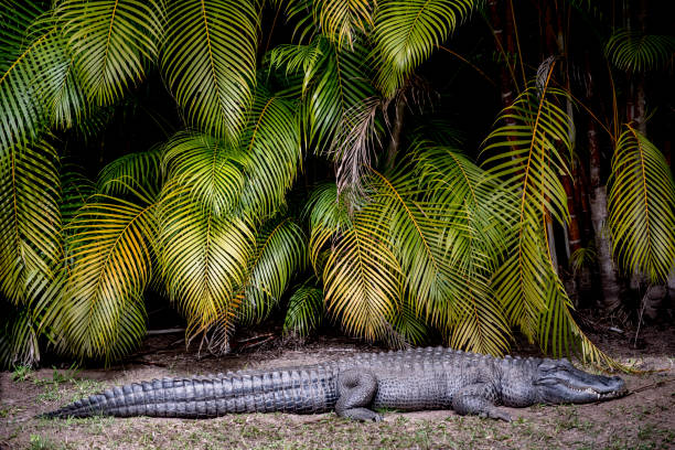 An alligator hunting prey