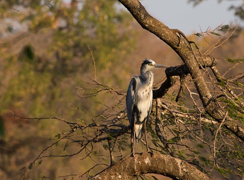 Grey heron standing on tall tree's branch with neck pulled back in and relaxing