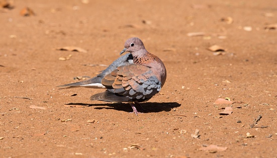 Laughing dove standing on the ground and cleaning blue grey and maroon wing feathers and staring at camera man