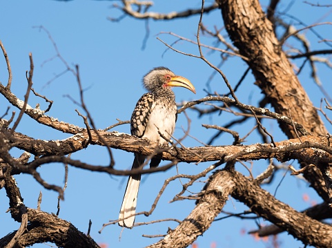 Southern yellow billed horn-bill sitting on tree branch looking straight to camera man