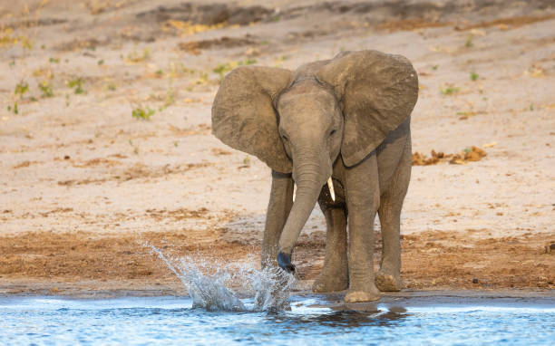istock Small elephant playing with water at the edge of Chobe Riverin Botswana 1266214106