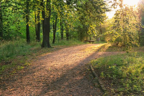 istock Landscape overlooking a walkway with a park bench at sunset 1266215888