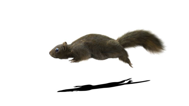 istock 3D Render Squirrel with fluffy Fur isolated on White Background with Clipping Path. 1266216090