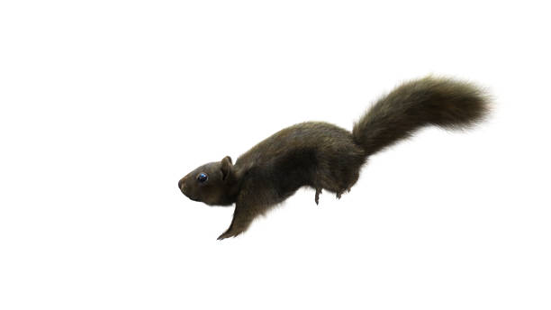 3D Render Squirrel with fluffy Fur isolated on White Background with Clipping Path.