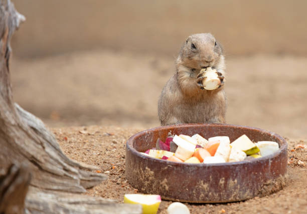 Prairie dog eating, being selective what to eat first