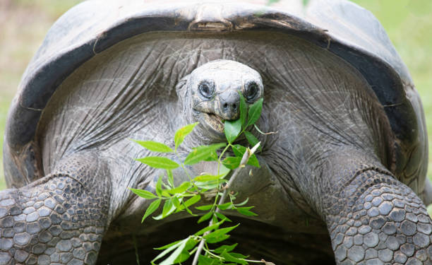 istock Very old giant Galapagos turtle eating, selective focus 1266216769