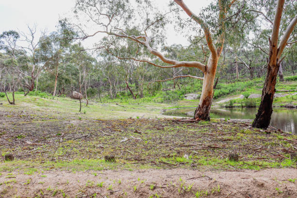 istock trees and billabong in australian national park 1266216891