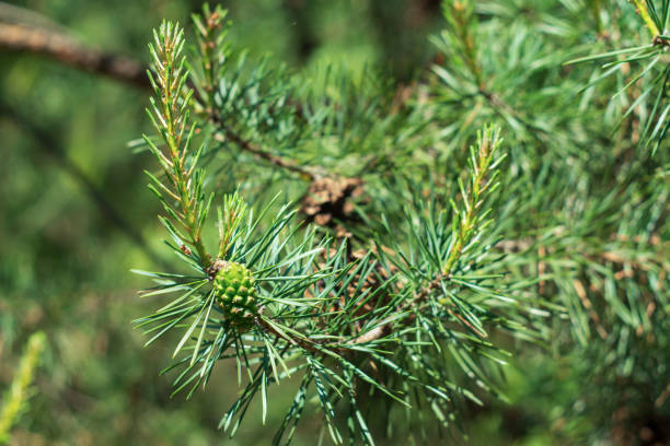 istock Young shoots and green cones on pine branches in the forest 1266217529