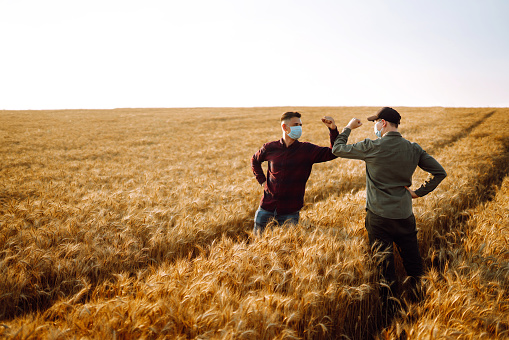 Two farmers in sterile medical masks greet their elbows on a wheat field during pandemic.