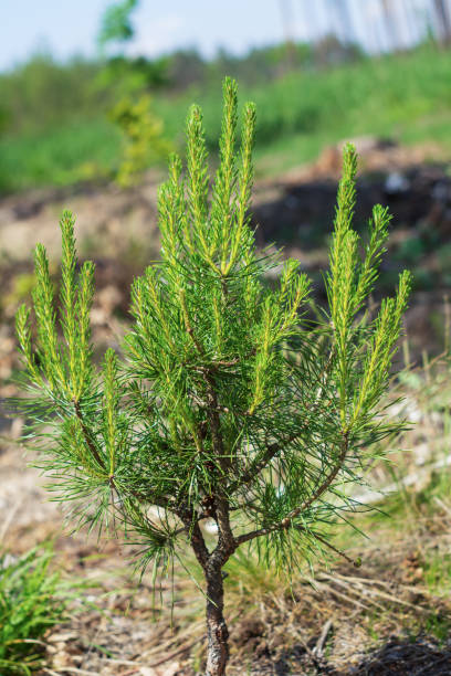 istock Young shoots on pine branches in the forest 1266217559
