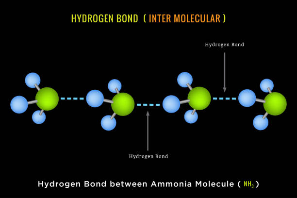 ilustrações, clipart, desenhos animados e ícones de ligação de hidrogênio, ligação de hidrogênio inter molecular entre molécula de amônia - hydrogen bond