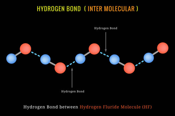 ilustrações, clipart, desenhos animados e ícones de ligação de hidrogênio, ligação de hidrogênio inter molecular entre molécula de fluúrido de hidrogênio - hydrogen bond