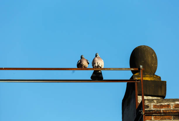 istock Pigeon stay on roof with cloudy blue sky 1266218777