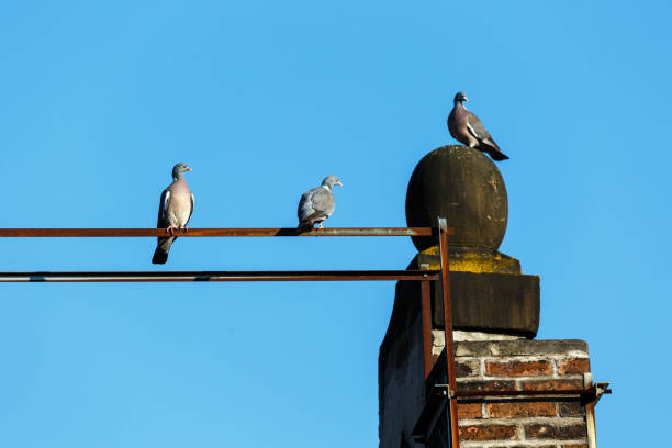 Pigeon stay on roof with cloudy blue sky