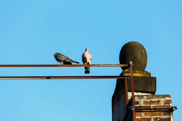 istock Pigeon stay on roof with cloudy blue sky 1266218821