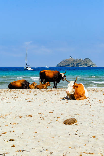 istock Cows on Barcaggio beach on The Corsican Cape 1266219577