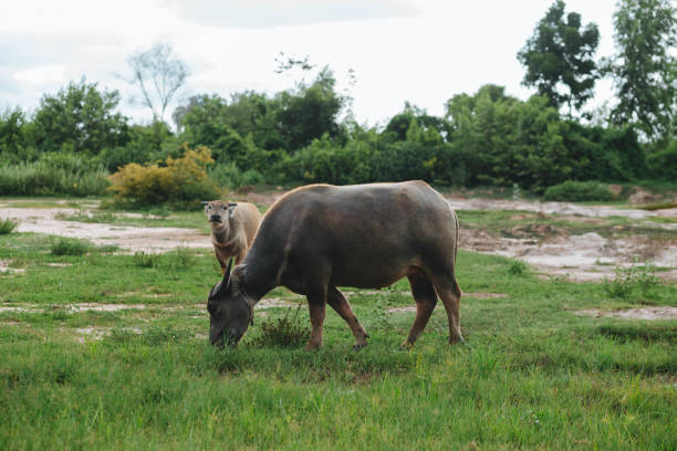 istock buffalo stained in the green grass fields 1266219726