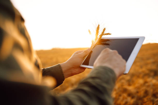 istock Owner farm using touch pad for check wheat quality in the field. 1266219742