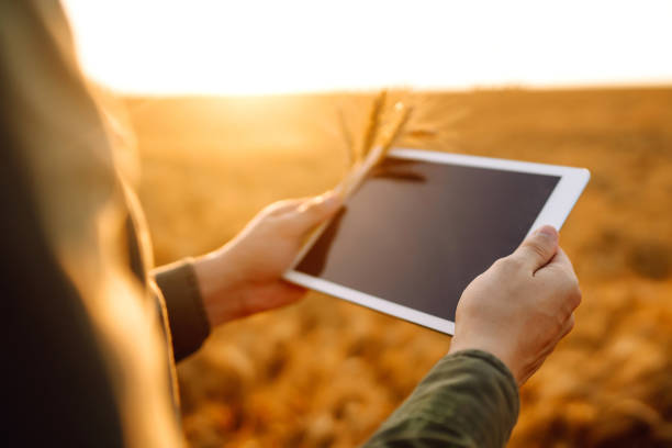 istock Owner farm using touch pad for check wheat quality in the field. 1266219756