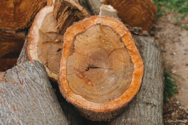 istock natural wooden background with timbe 1266220486