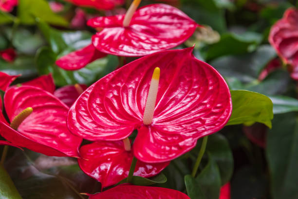 istock Side view on the bright red anthurium flowers 1266223456