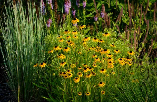 rudbeckia, yellow, fulgida, goldsturm, lythrum, salicaria, pink, purple, grass, ornamental, green,