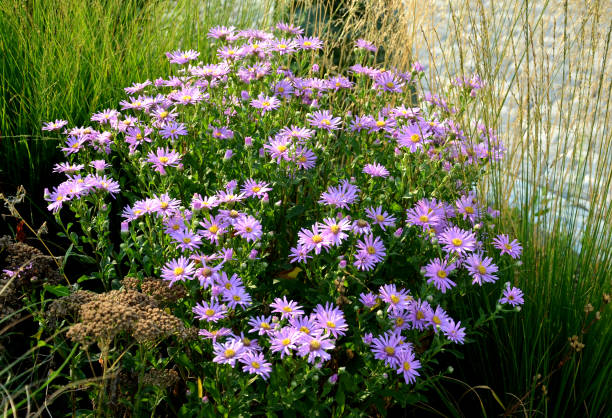 aster, amellus, Sonora, alpinus, grass, purple, yellow, summer, flowerbed, flower, garden, pink, bunch, blooms, turf, forma mechones con tallos rectos con hojas en espiral. las hojas de tierra son obtusamente obovadas, enteras, peludas por debajo. la variedad sonora crece hasta una altura de unos 50 cm y florece con flores de color azul púrpura oscuro con un centro amari